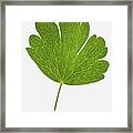The Green Leaf Framed Print
