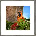 The Happy Oriole Framed Print
