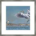 The Heron And The Gull Framed Print