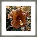 The Hibiscus Framed Print