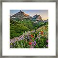 Wild Flowers At Sunset In Glacier National Park Framed Print