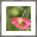 The Honey Bee And Poppy 2019 Framed Print