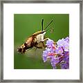 The Hummingbird Moth Framed Print