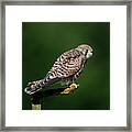 The Hunting Position In Profile For The Young Kestrel Framed Print