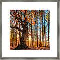 The King Of The Trees Framed Print