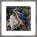 The Kingfisher Royalty Framed Print
