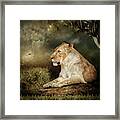 The Lioness Framed Print