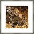 The Lookout Framed Print