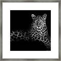The Majestic Leopard Framed Print