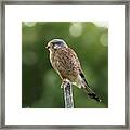 The Male Kestrel Hunting On Top Of A Round Pole Framed Print