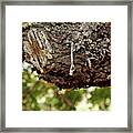 The Mastic Tree Of Chios Island, Greece Framed Print