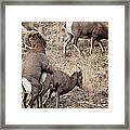 The Mating Game Framed Print