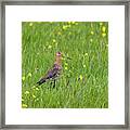 The Meadow Bird The Godwit Framed Print