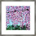 The Memory Of Cherry Blossom Serenity Framed Print