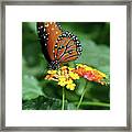 The Monarch Framed Print