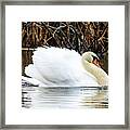 The Mute Swan Glory Framed Print