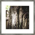 The Old Man In The Tree Framed Print