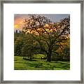 The Old Meadow Oak D Framed Print