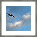 The Pelican Framed Print