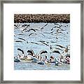 The Pelicans Found The Fish Framed Print