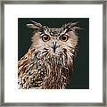 The Philosopher - Eagle Owl Framed Print