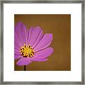 The Pink Cosmos In Landscape Framed Print