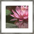 The Pink Lotus Framed Print