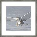 The Polar Hunter Framed Print