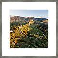 The Prosecco Land Framed Print