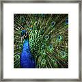 The Proud Peacock Framed Print