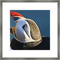 The Puffin Speaks Framed Print