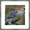 The Red Bellied Woodpecker Framed Print