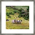 The Round Up Framed Print