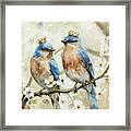 The Royal Bluebirds Framed Print