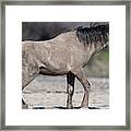 The Sandy Grey Stallion. Framed Print