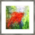 The Scarlet Veiltail Framed Print