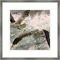 The Seagulls Framed Print