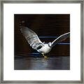 The Softness Of A Wing Framed Print