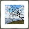 The Spring Is Coming Isn't It Framed Print