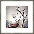 The Stag And The Bluebird Framed Print