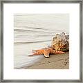 The Starfish And The Shell At Atlantic Beach North Carolina Framed Print