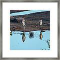 The Marabou Stork Brothers Framed Print