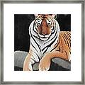 The Tiger King Framed Print