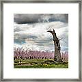 The Tree And The Orchard Framed Print
