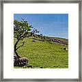The Tree In The Rock Framed Print