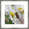 The Visitor Framed Print