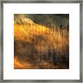 Thin Forest Framed Print