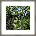 Things Are Looking Up #2 - Mighty Oak In Lake Kegonsa Sp - Wi Framed Print