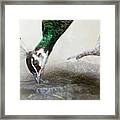 Thirsty Peacock Framed Print