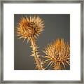 Thistle Flower Framed Print